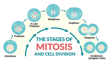 how many cells are formed as a result of mitosis|The cell cycle and mitosis review (article) .